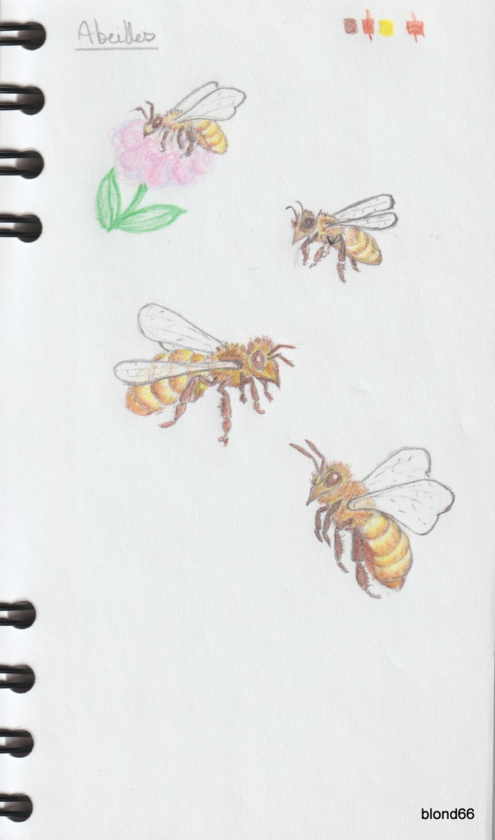 Dessin