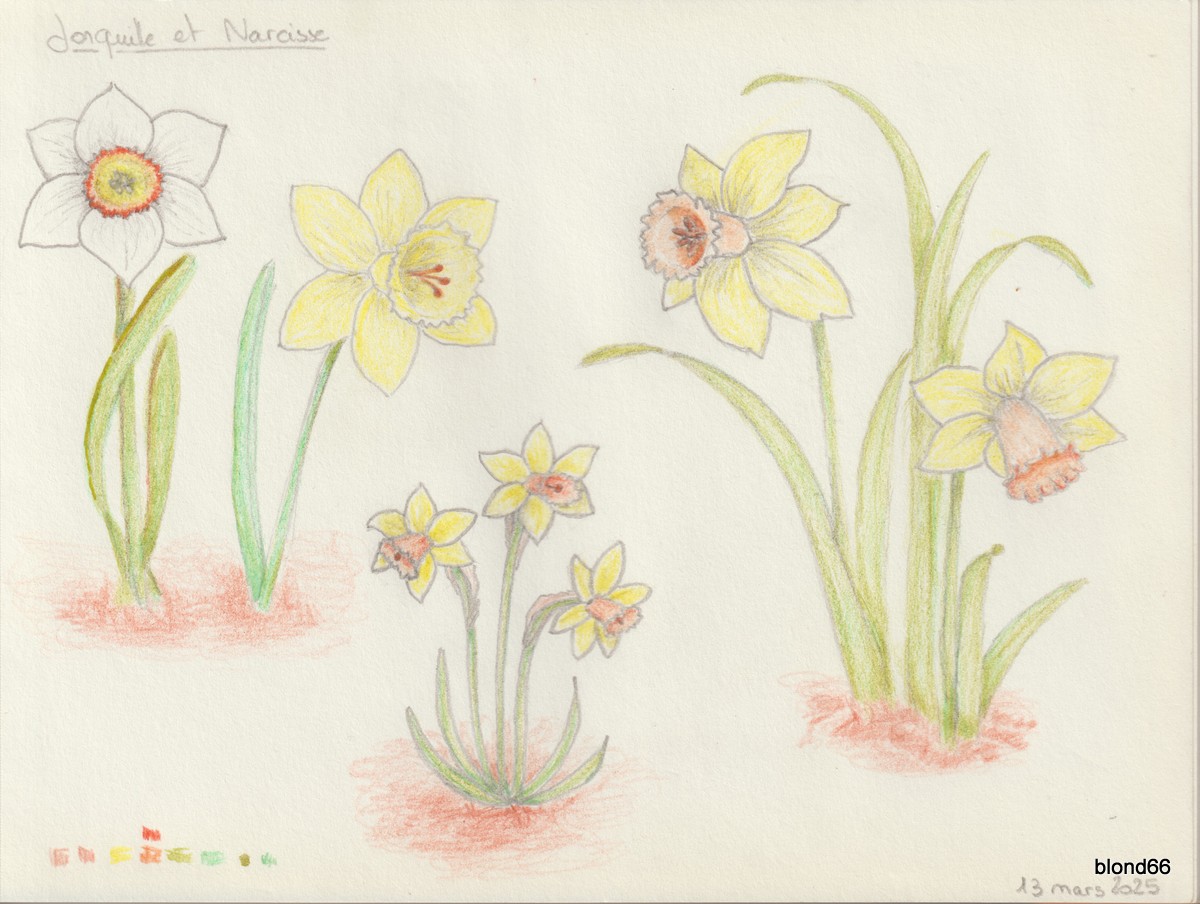 Dessin