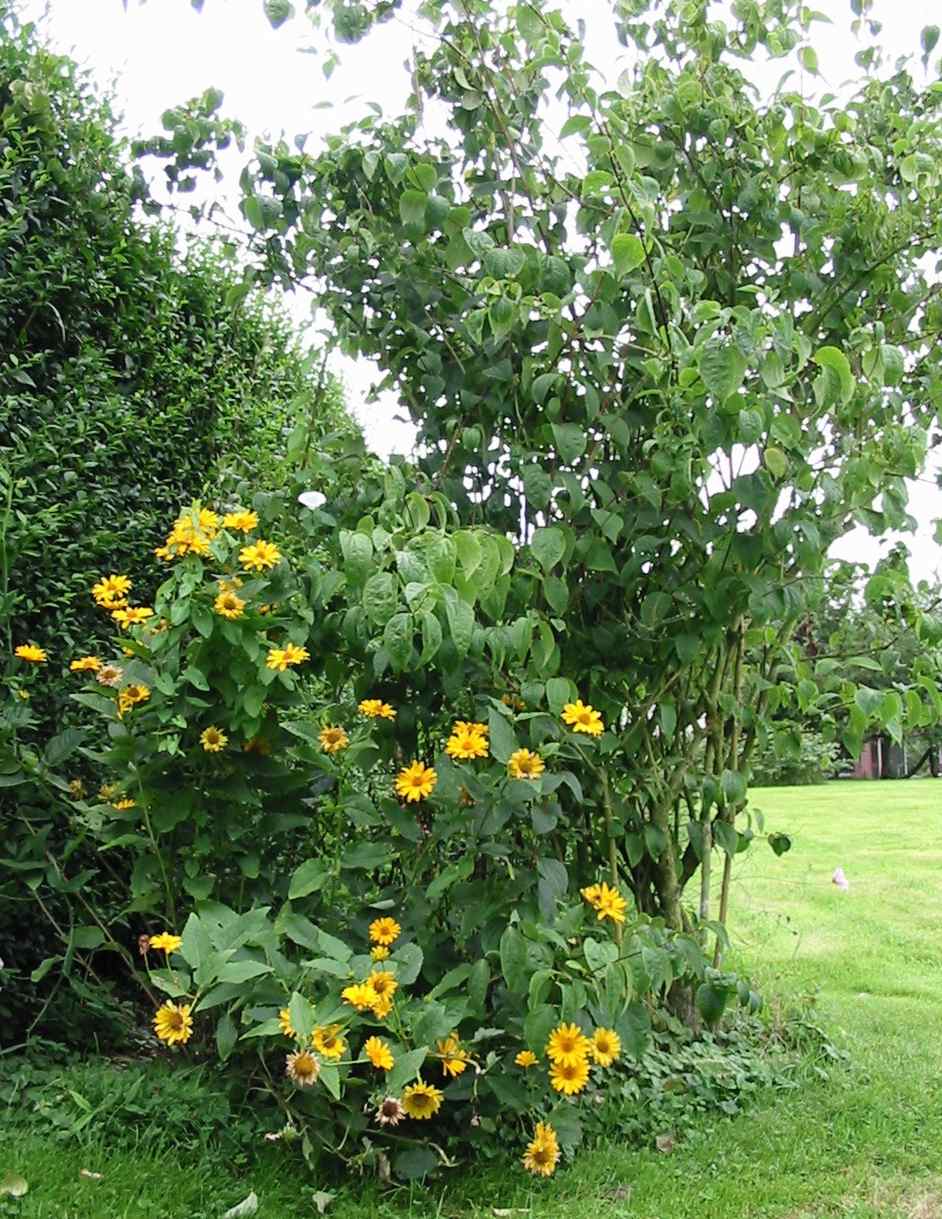 marguerite jaune