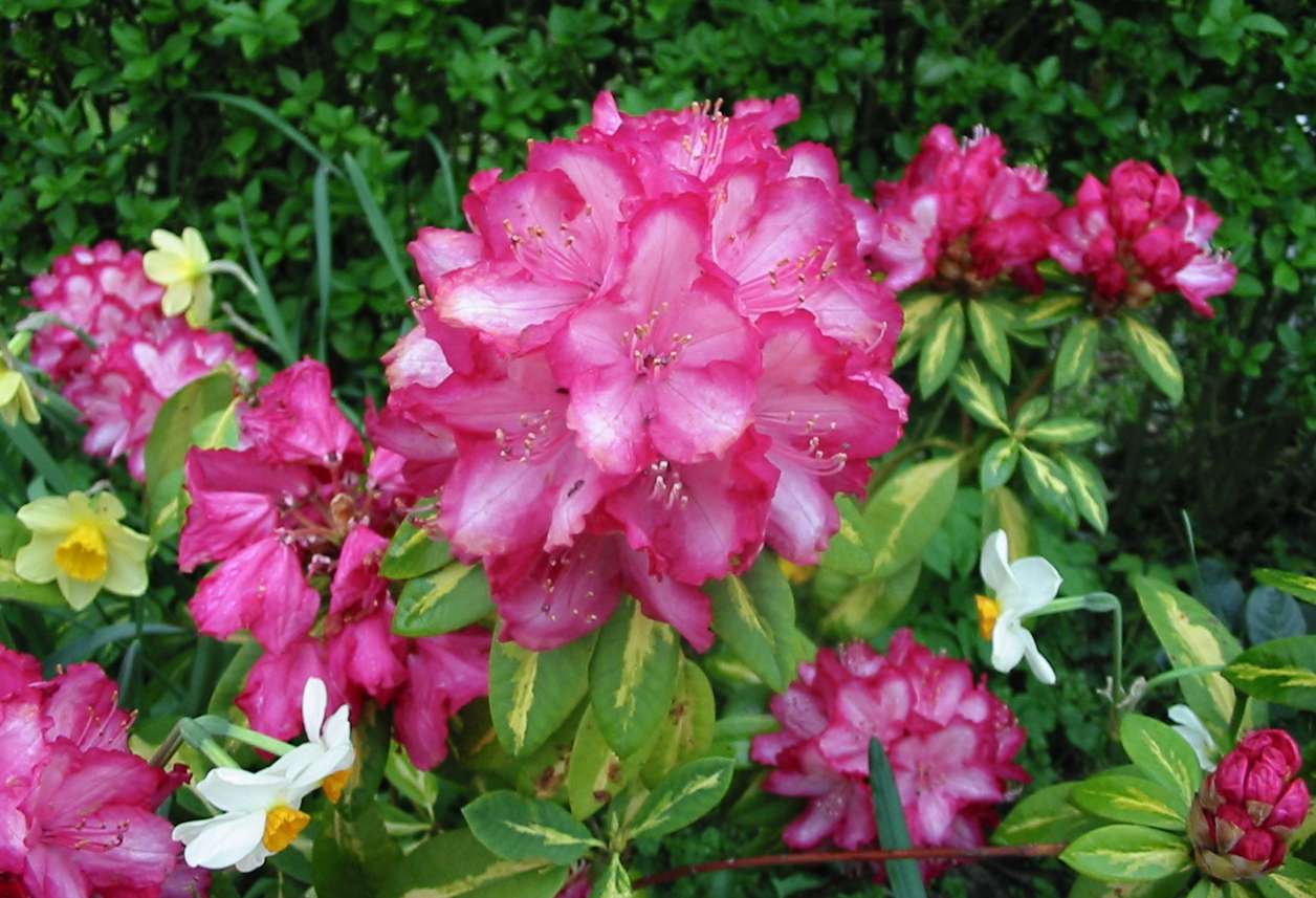 Rhododendron Zoom