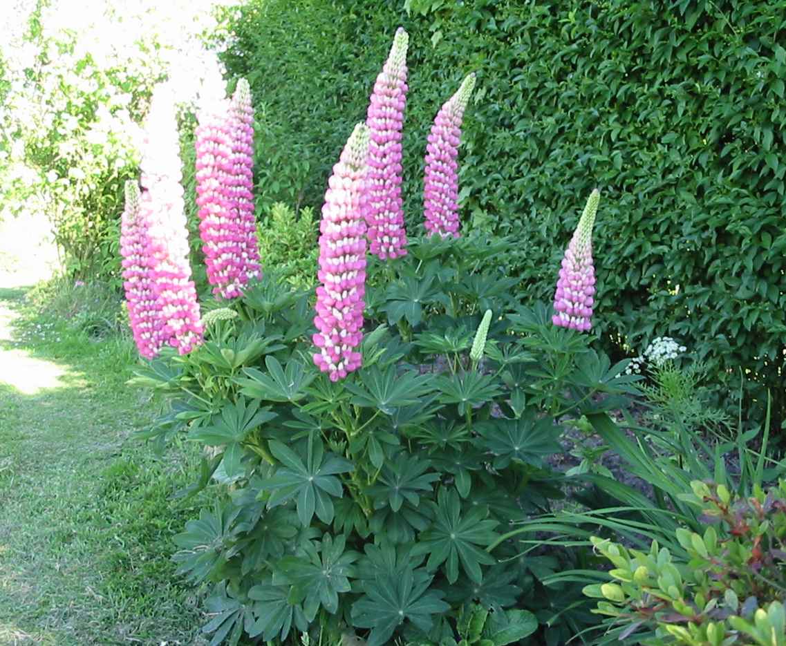 Lupin rose et blanc