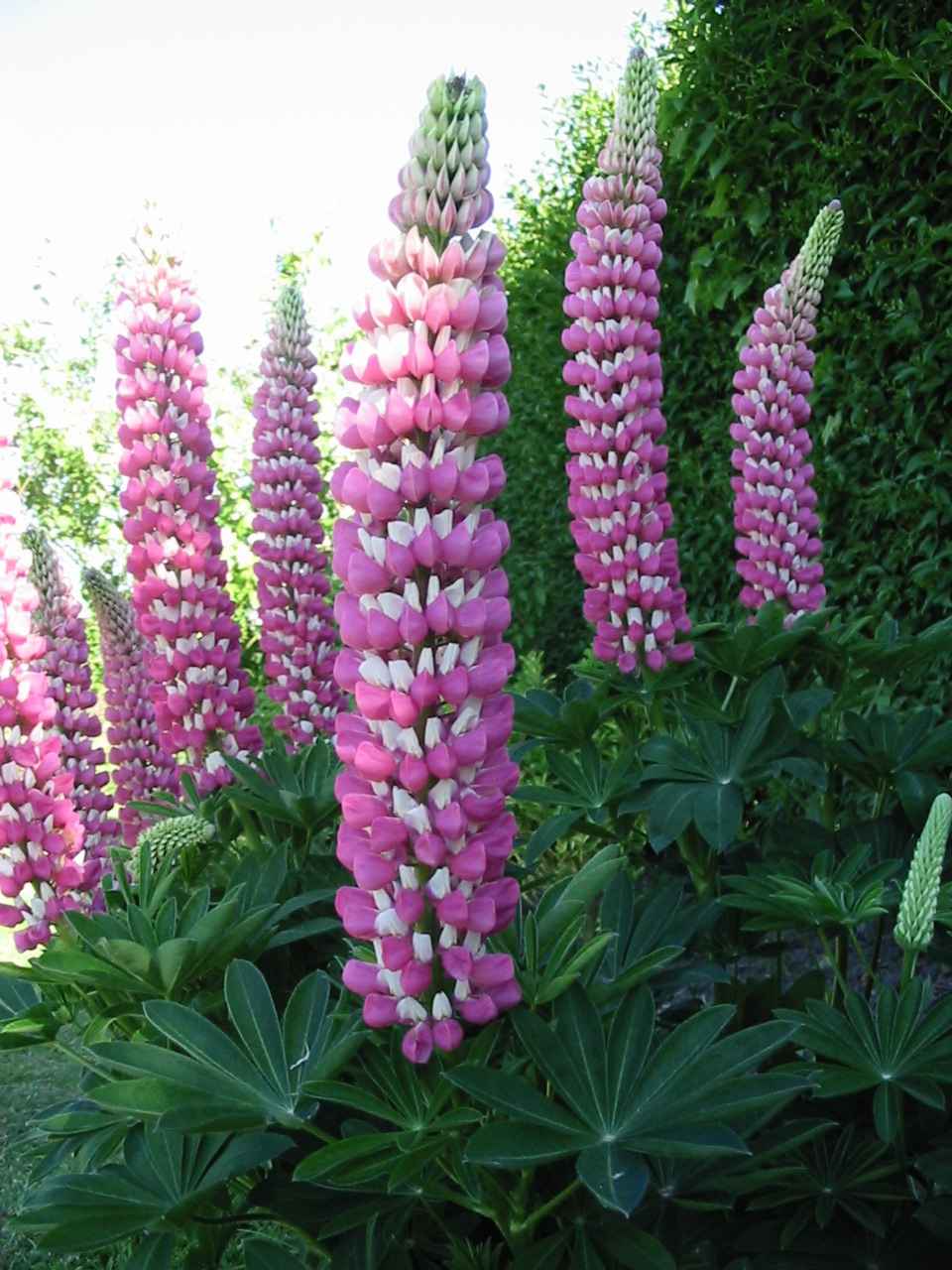 Lupin rose et blanc