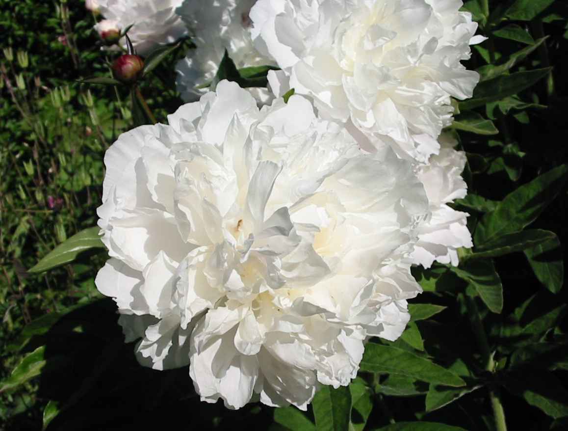 pivoine blanche - gros blanc