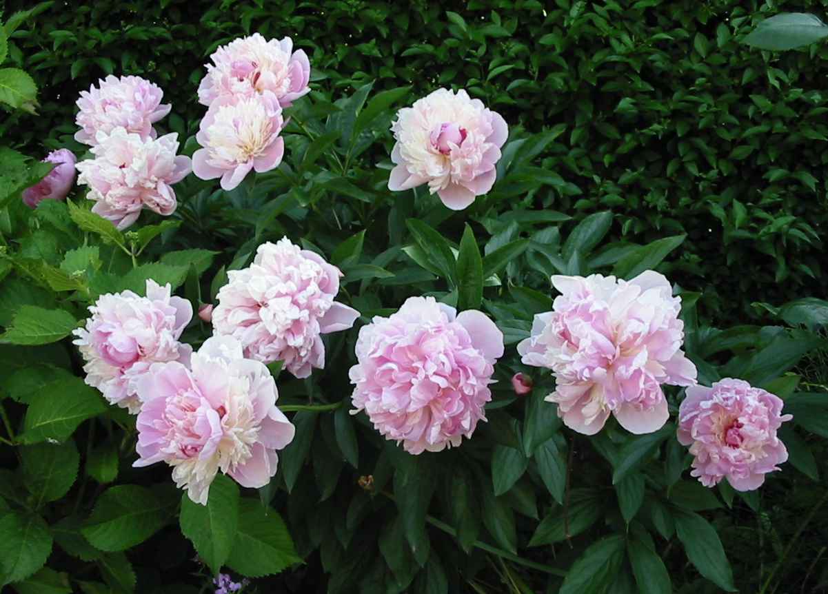 pivoine rose - gros plan