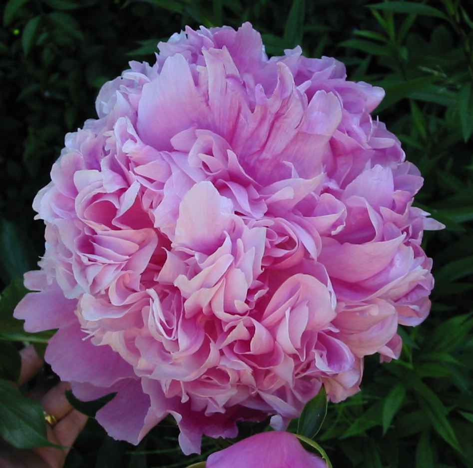 pivoine rose - gros plan