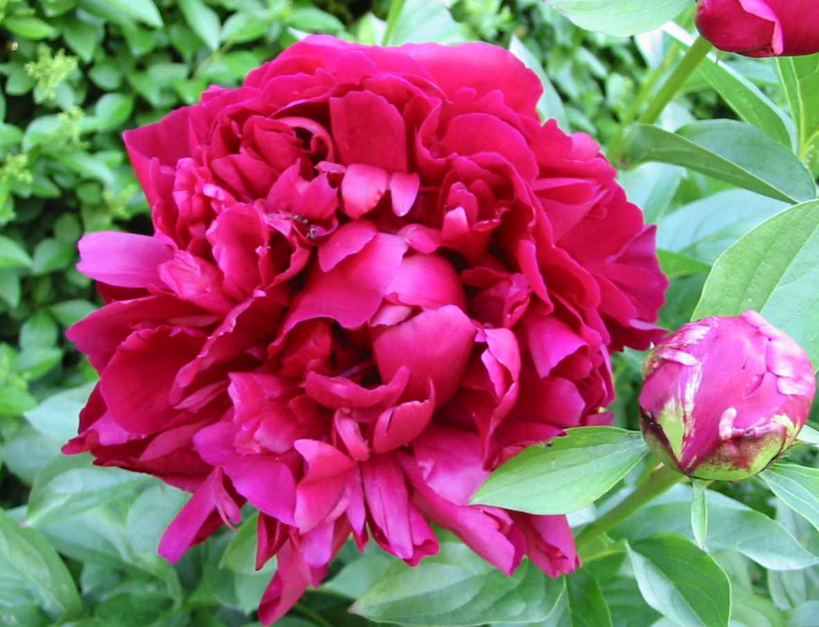 pivoine rouge - gros plan