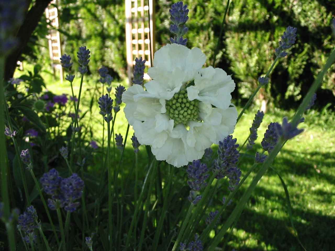 scabieuse blanche au mileiu de la lavande