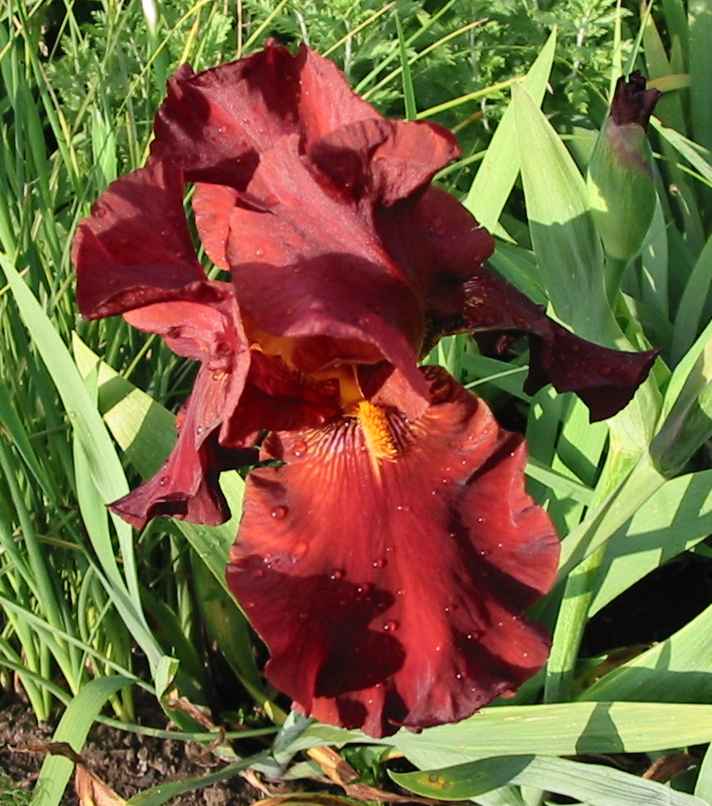 iris