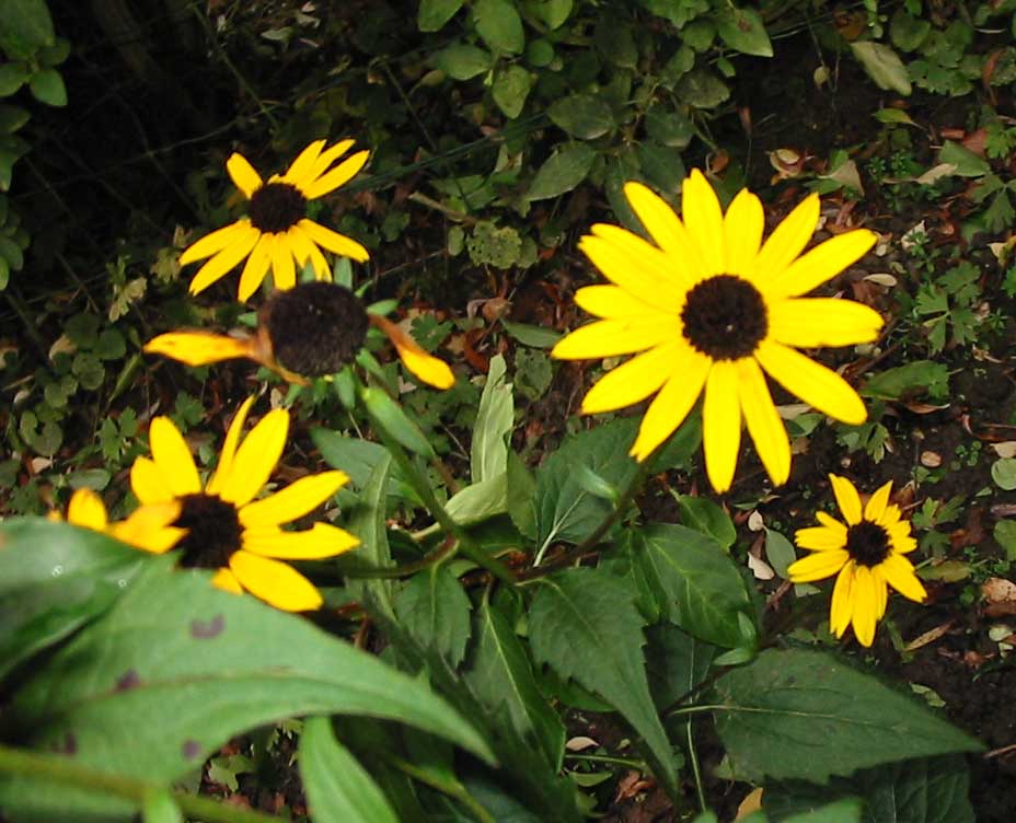 Rudbeckia