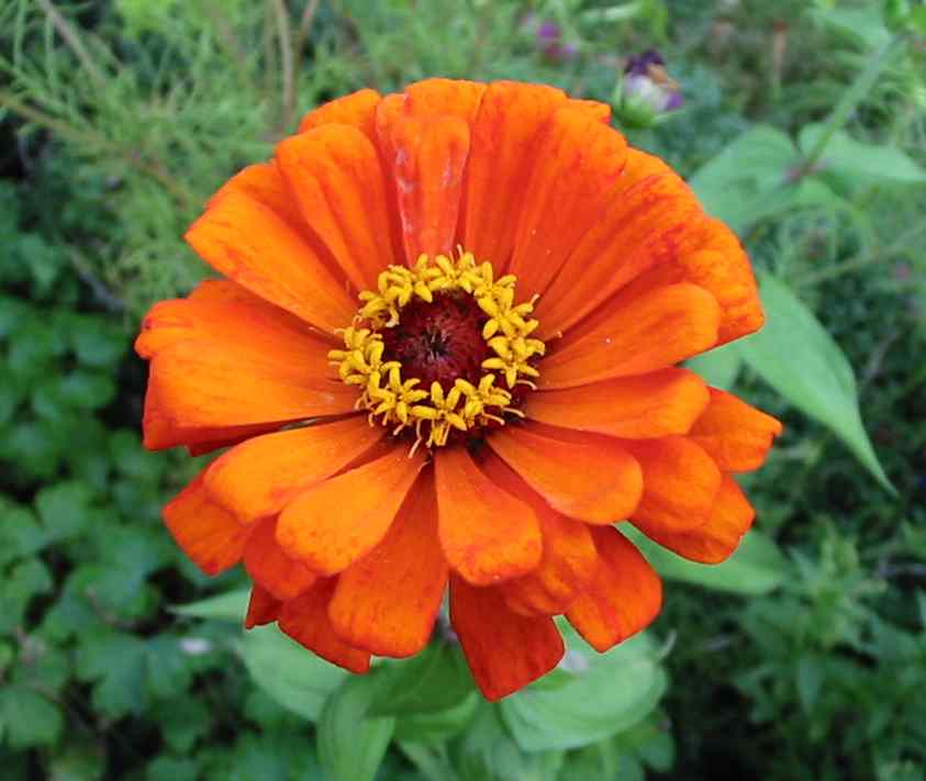 Zinnia