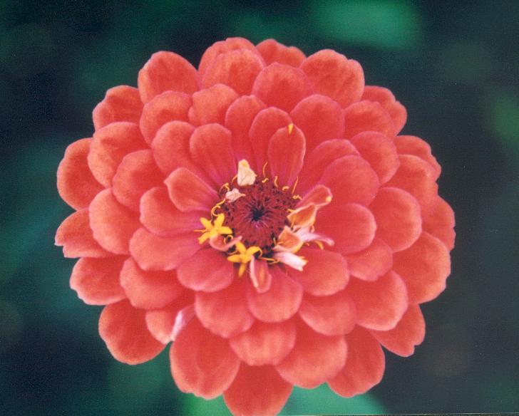 zinnia