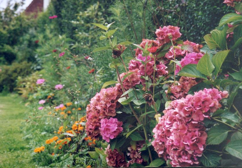 Hortensia