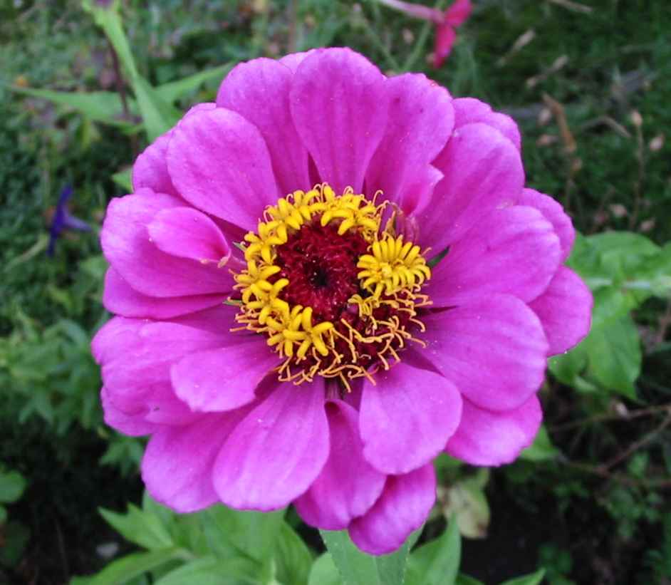 Zinnia