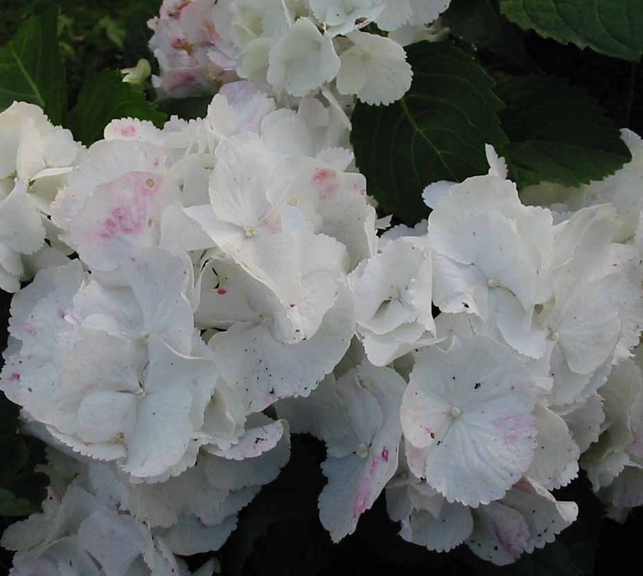 hortensia blanc