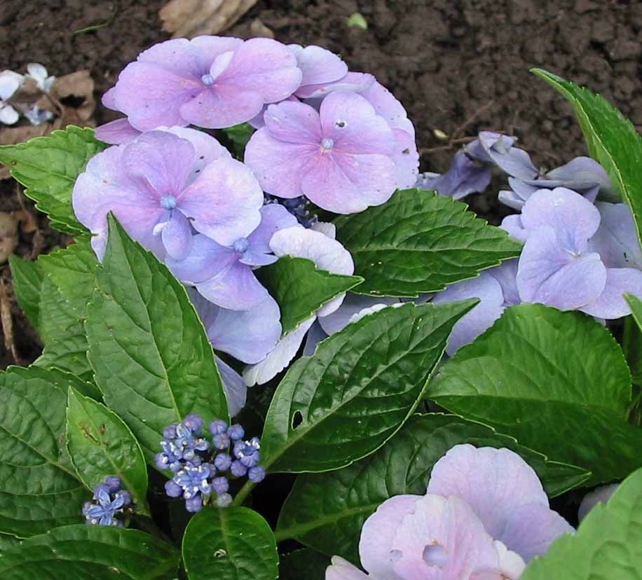 hortensia bleu