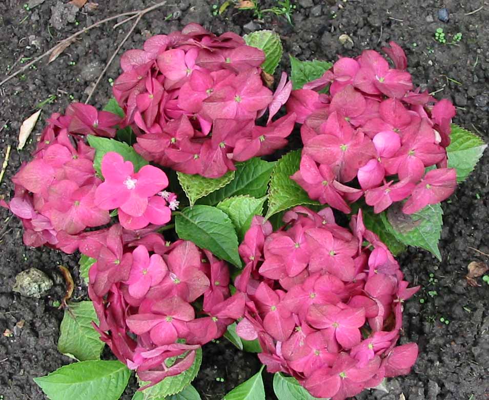 hortensia rouge