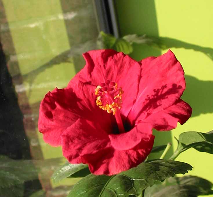 Hibiscus