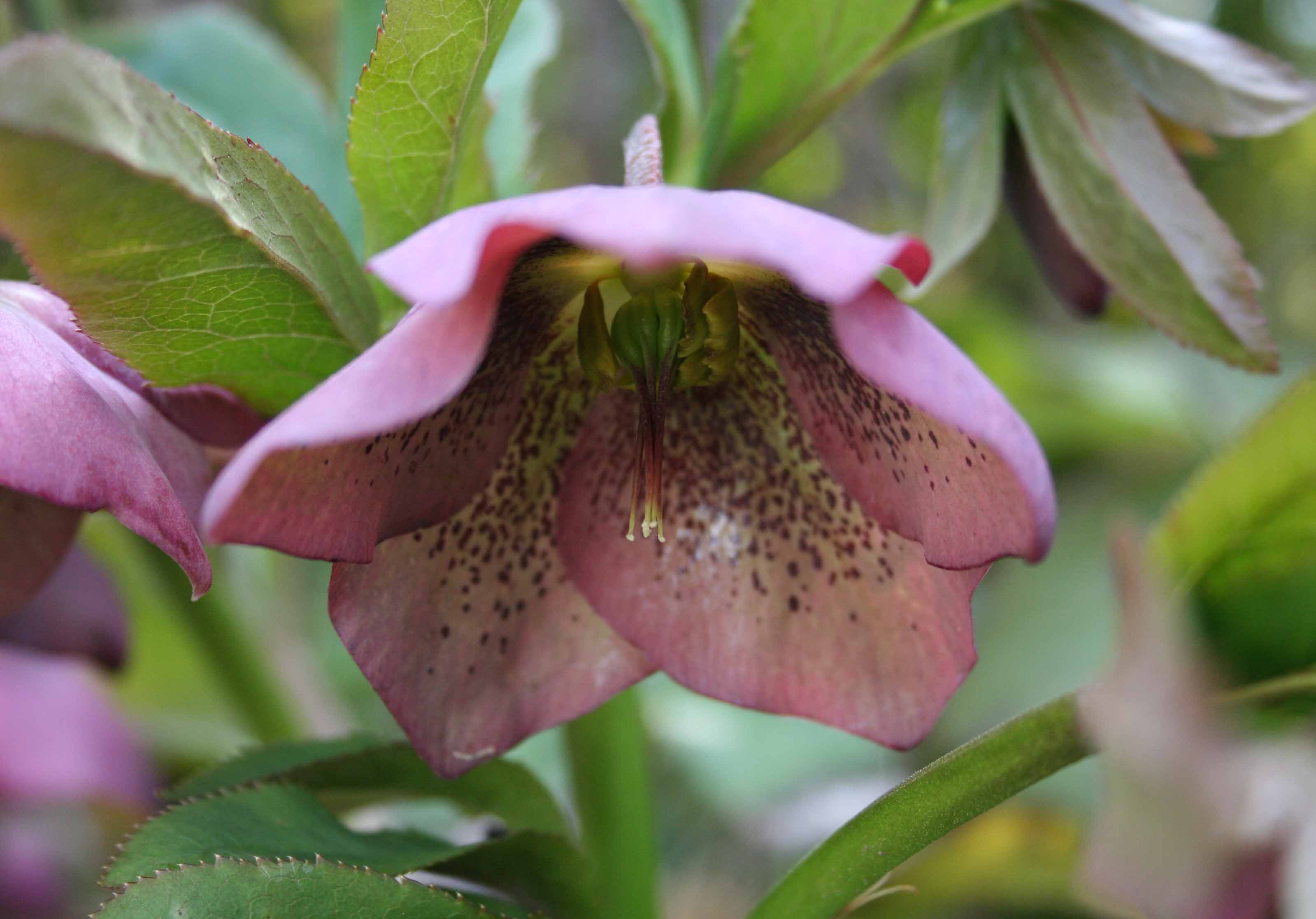 Hellebore