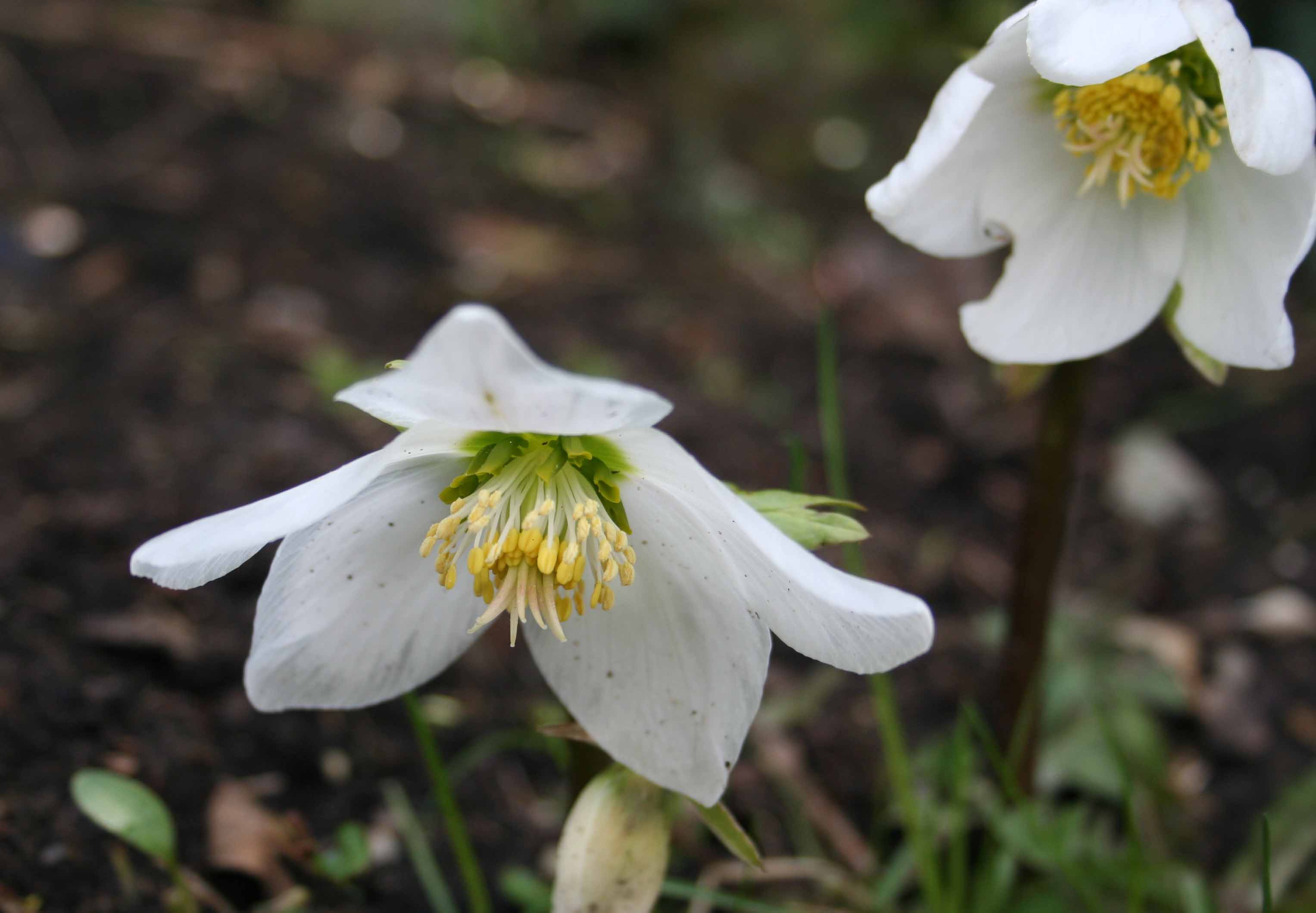 Hellebore blanche