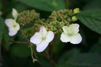 Hortensia