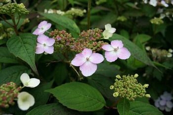 Hortensia