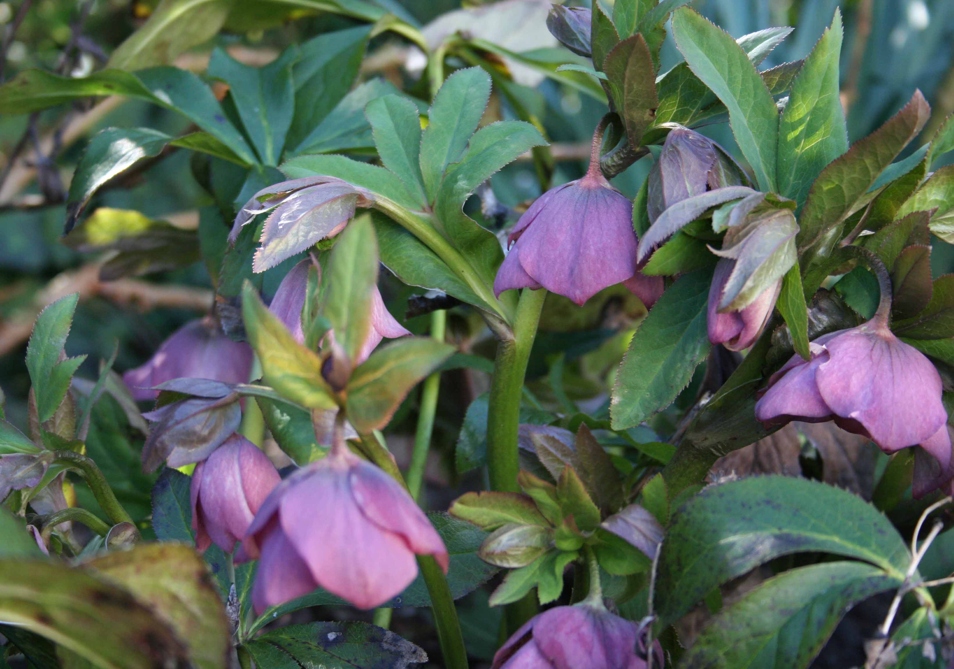 Hellebore