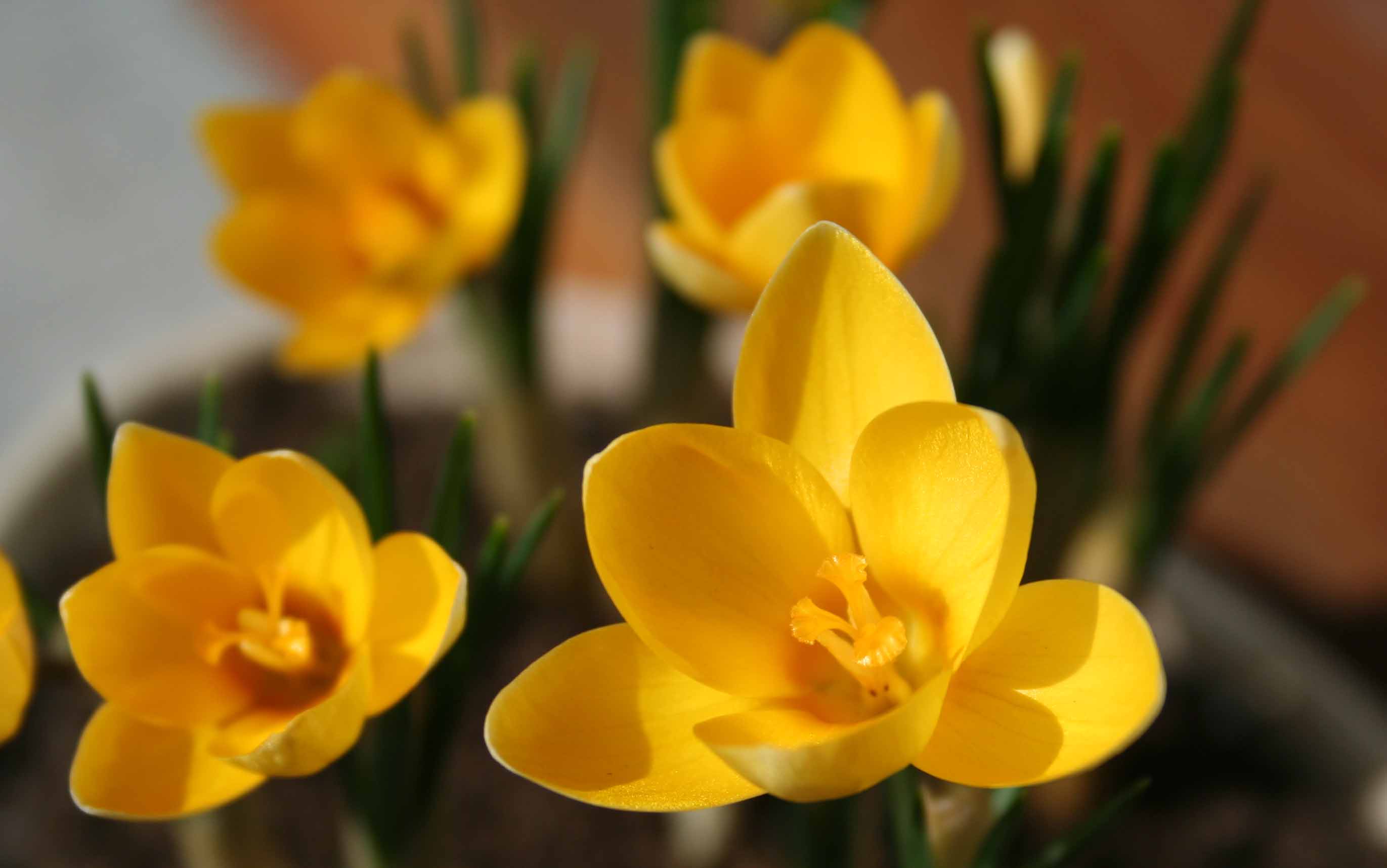 Crocus jaune