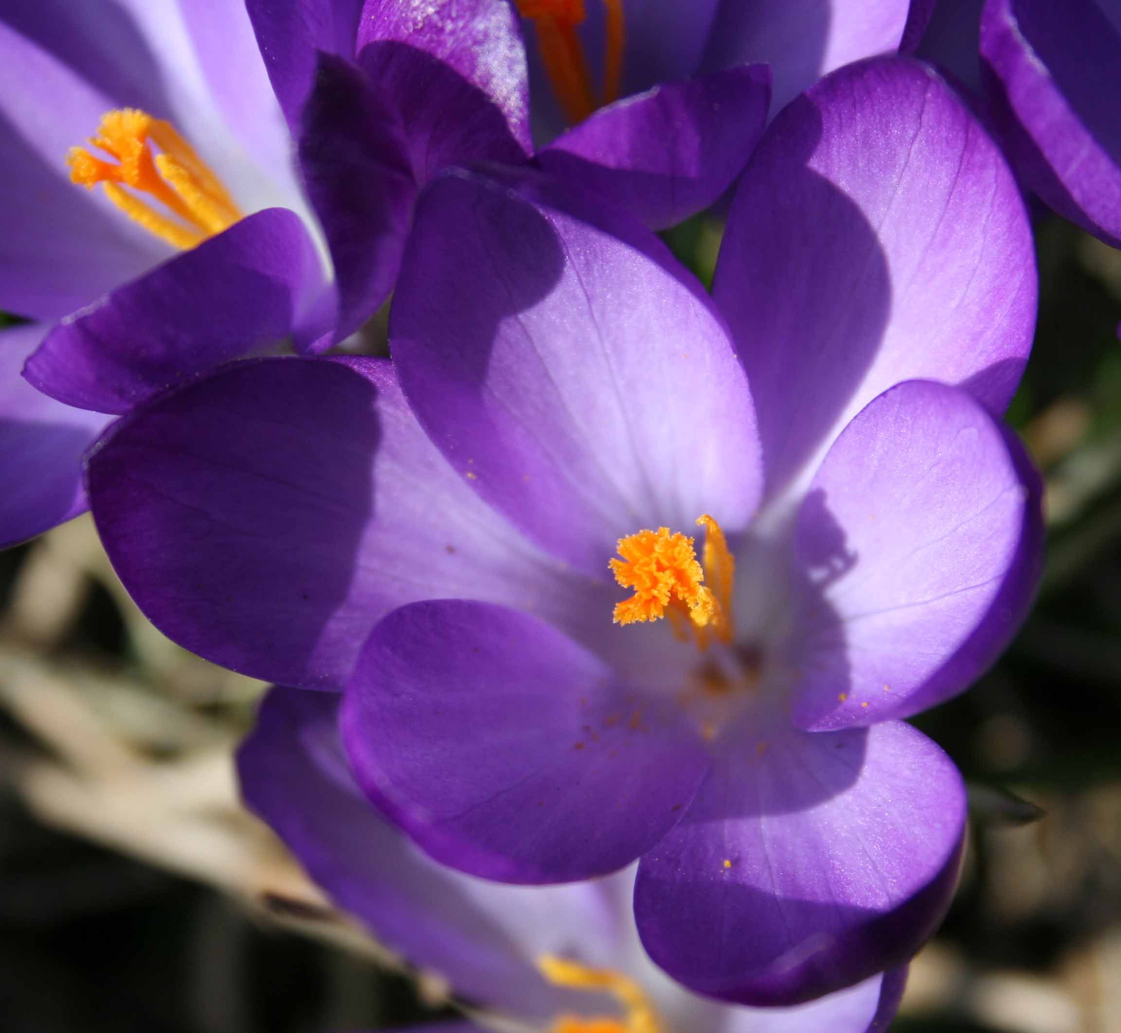 Crocus