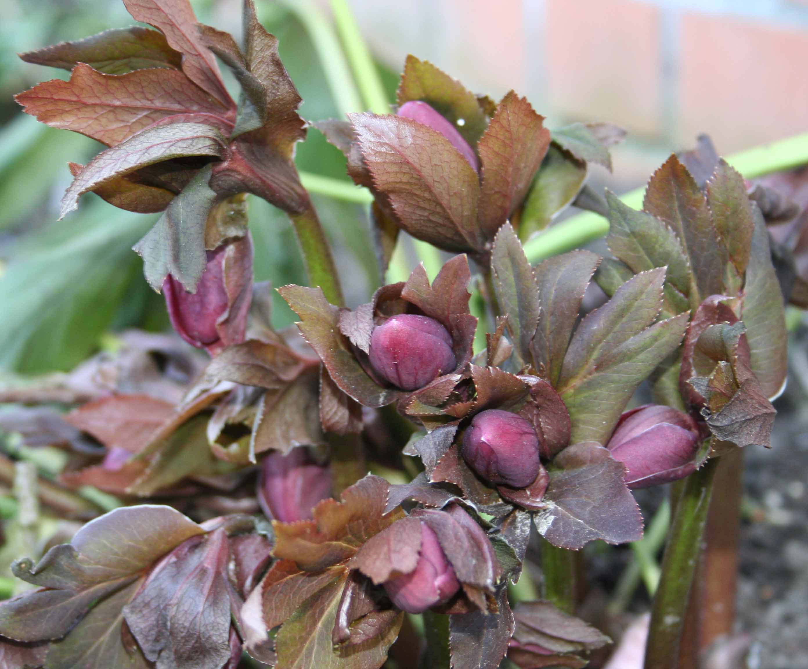 hellebore