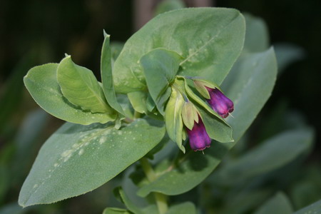 cerinthe