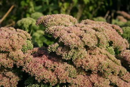 Sedum