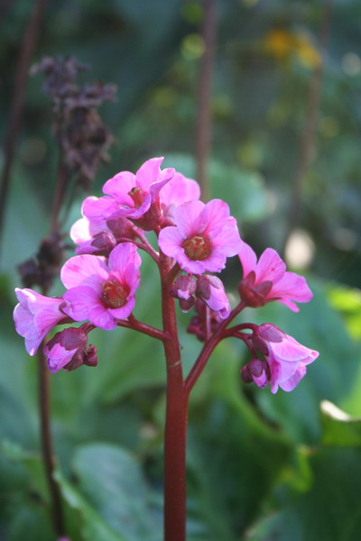 Bergenia