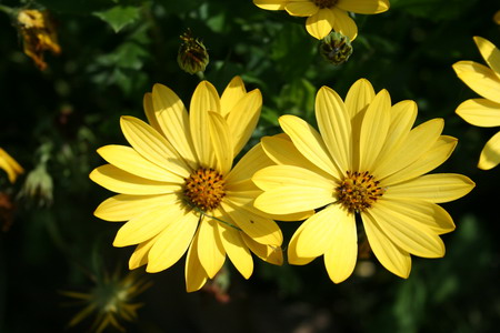 Osteospermum