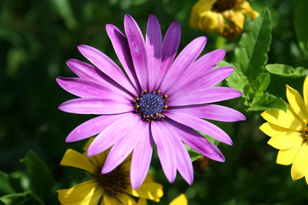 Osteospermum