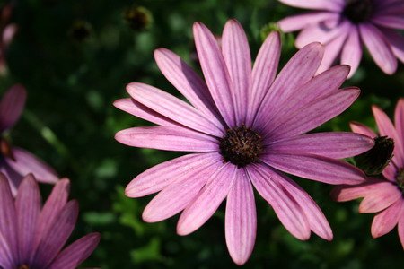 Osteospermum