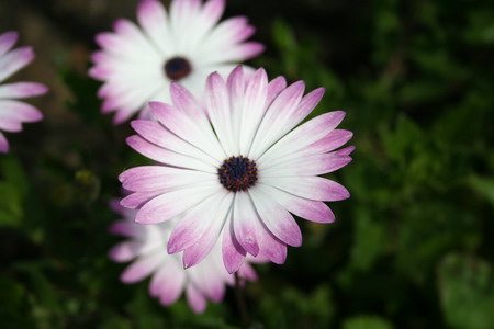 Osteospermum