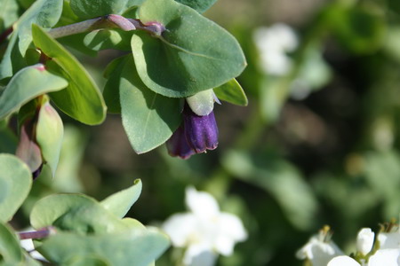 Cerinthe