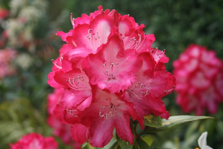 Rhododendron