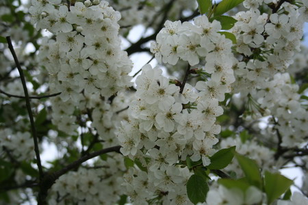 Fleur de cerisier