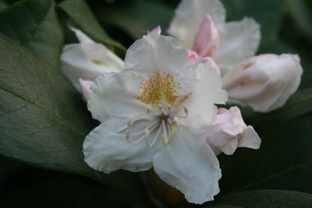 Rhododendron blanc