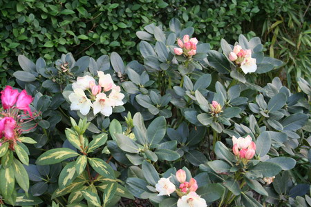 Rhoddendron blanc