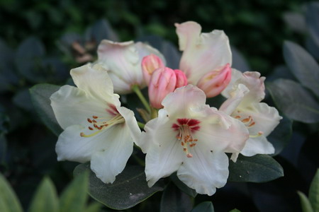 Rhododendron blanc