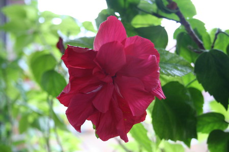 Hibiscus