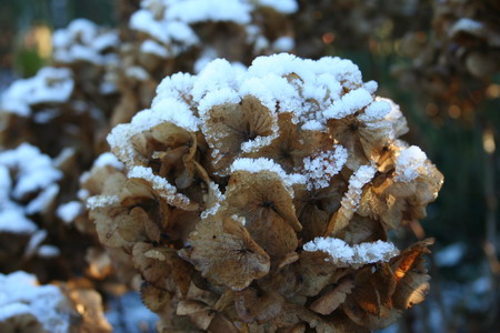 Hortensia