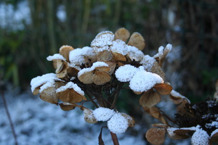 Hortensia