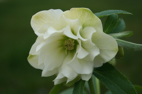 Hellébore jaune double