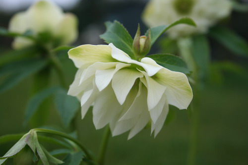 Hellébore jaune double