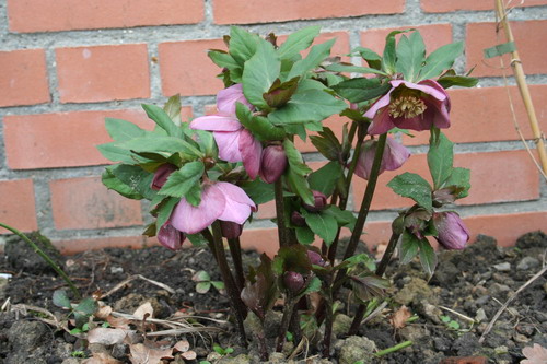 Hellebore pourpre