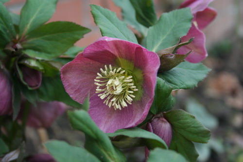 Hellébore pourpre