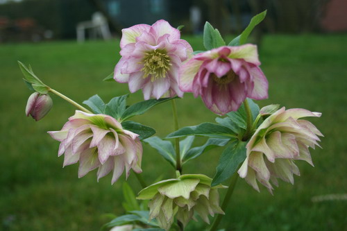 Hellébore rose doule